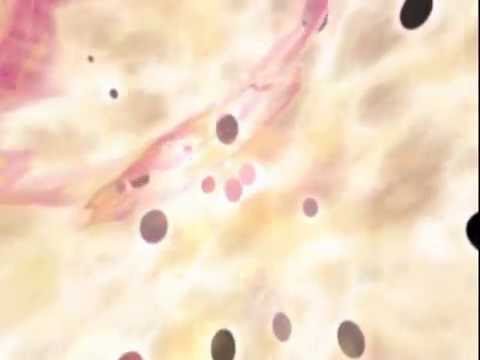 Game intro videó előnézete